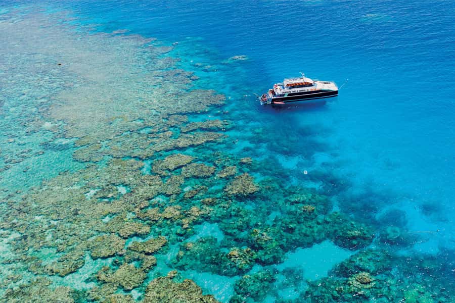 Cairns: Great Barrier Reef Premium Diving Full Day Tour - Key highlights you’ll feel (not just hear)