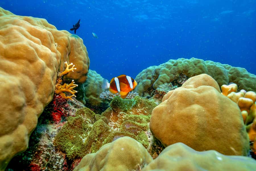 Cairns: Great Barrier Reef Premium Diving Full Day Tour - Cairns Marlin Marina: where the day starts and what to bring