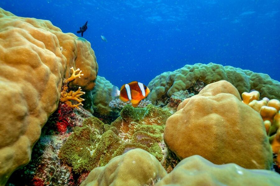Cairns: Great Barrier Reef Premium Diving Full Day Tour - Lunch and tea breaks: refuel without losing the day