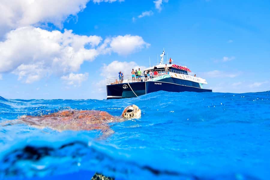 Cairns: Great Barrier Reef Premium Diving Full Day Tour - Reef life you can actually look for (not just hope for)