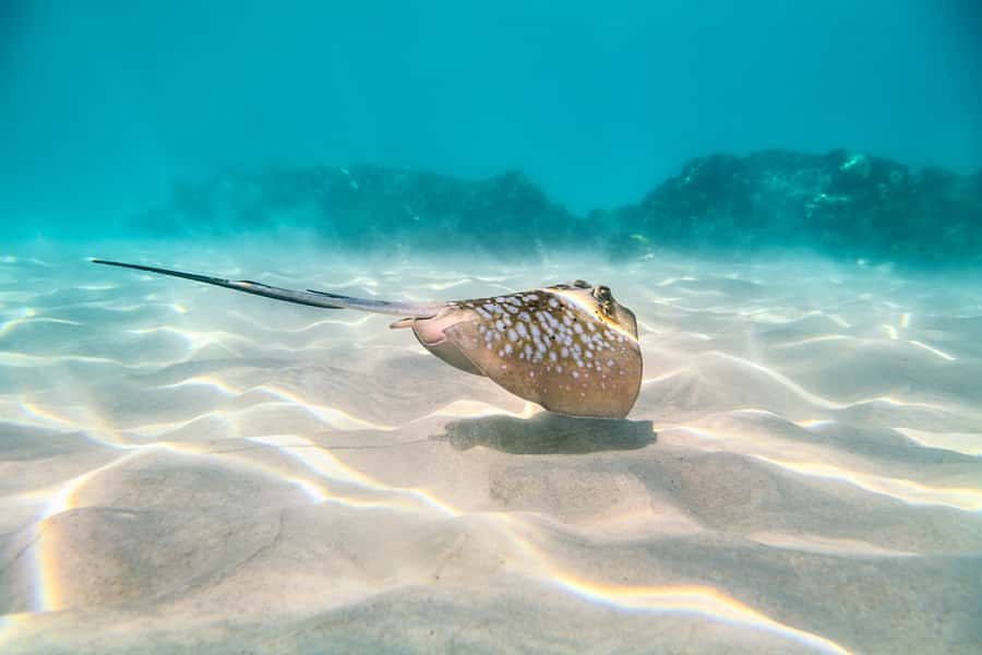 Cairns: Outer and Coral Cay Snorkel and Dive Cruise - Should you book this outer reef snorkel and scuba day from Cairns?