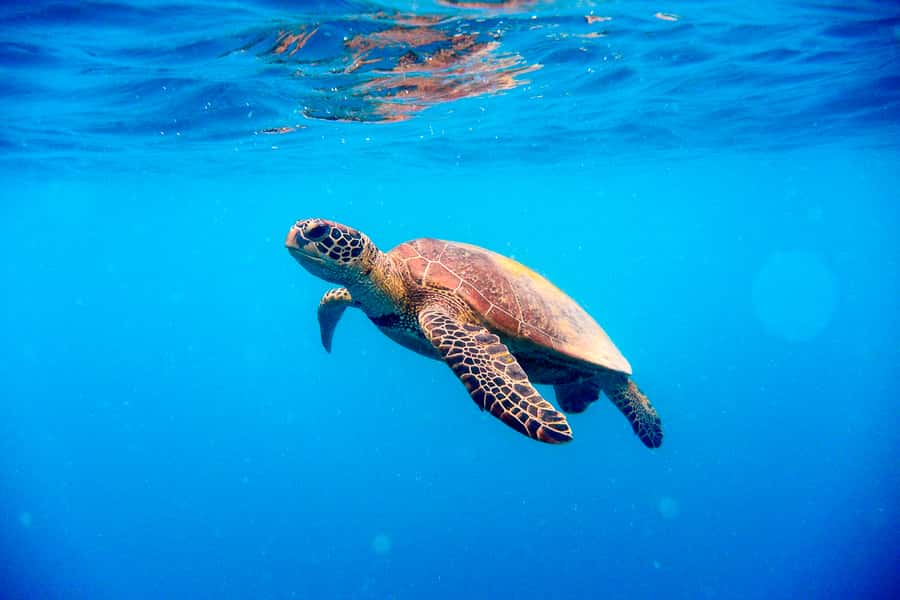Cairns: Outer and Coral Cay Snorkel and Dive Cruise - Price and value: is $183 actually fair for an outer-reef day?
