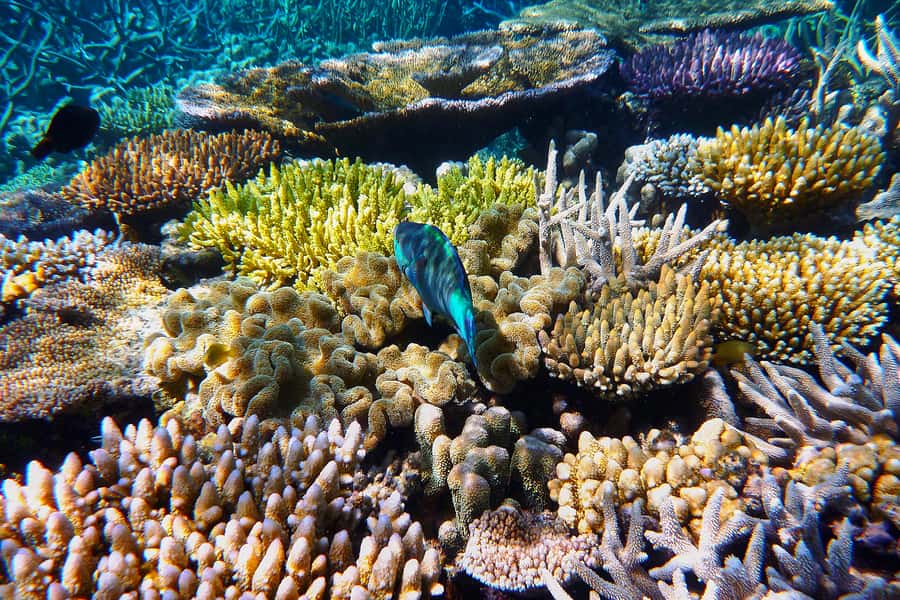 Cairns: Outer and Coral Cay Snorkel and Dive Cruise - Boarding the 20m catamaran: comfort, gear, and that early-morning start