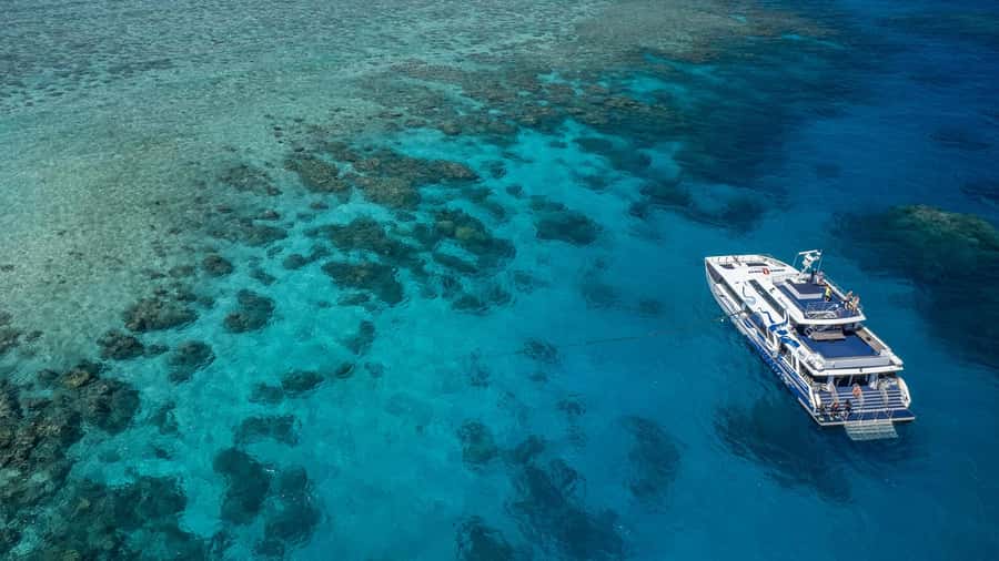 Cairns: Premium Snorkelling and Diving Reef Day Trip - Quick hits
