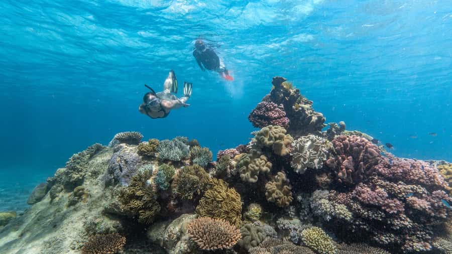 Cairns: Premium Snorkelling and Diving Reef Day Trip - Why this Cairns outer-reef day trip feels worth your time