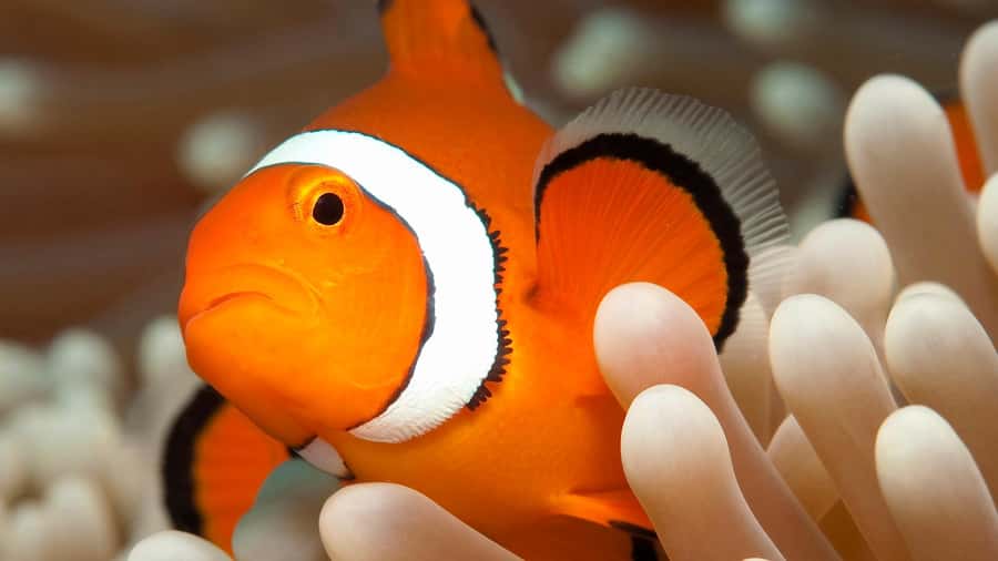 Cairns: Premium Snorkelling and Diving Reef Day Trip - Food on board: tropical buffet lunch and real breaks