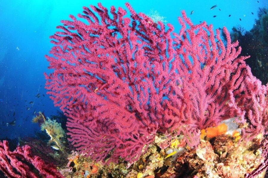Calvi: Pointe de la Revellata Snorkeling Boat Tour - Key things that make this tour worth your time