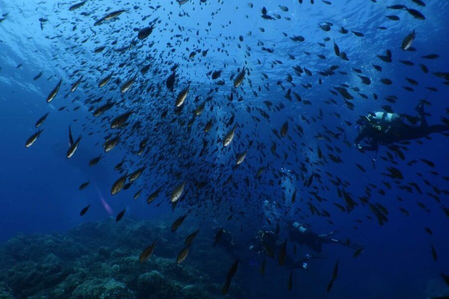 Calvi: Pointe de la Revellata Snorkeling Boat Tour - Marine life spotting: what “good conditions” really means