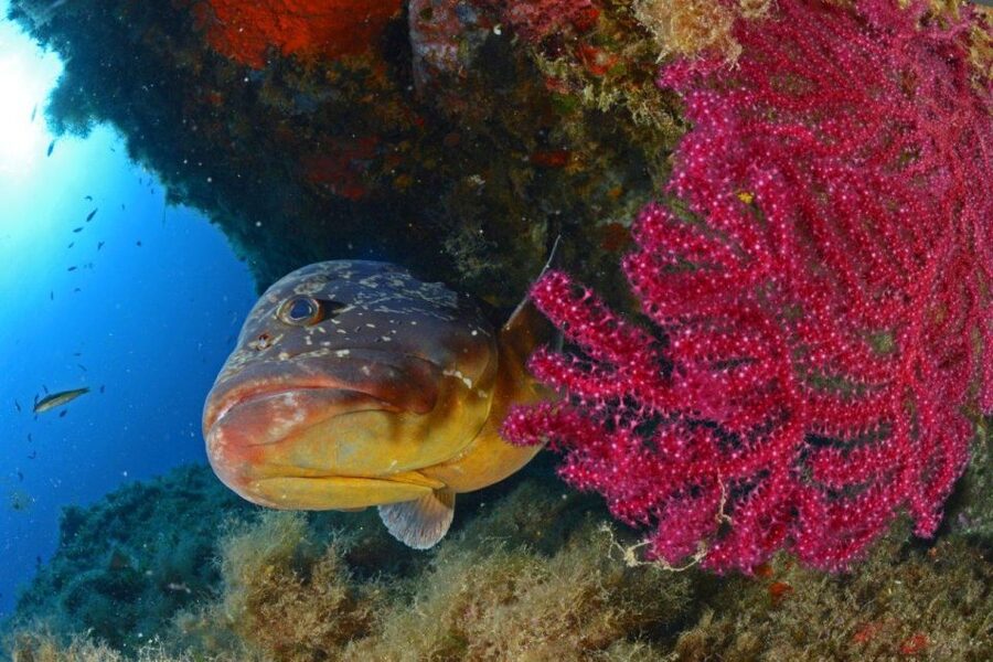 Calvi: Pointe de la Revellata Snorkeling Boat Tour - Price and value: is $41 worth it?