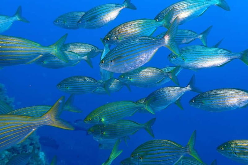 Calvi : Sortie snorkeling en bateau en bordure de réserve - What you’ll see near the natural reserve edge