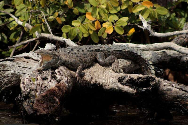 Cancun: Jungle Tour Adventure with Speedboat and Snorkeling - Who this tour fits best (and who should skip it)