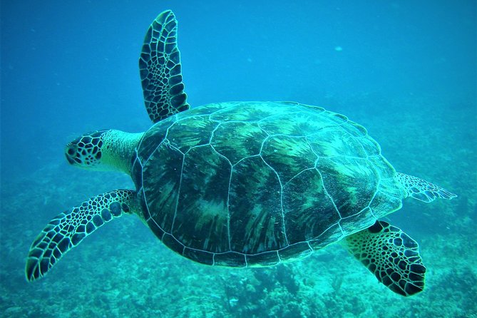CAPTAIN ALAN'S 4hr -3 Islands-snorkeling-turtles-beach ADVENTURE - What’s Actually Good About This 3-Islands Snorkeling Adventure
