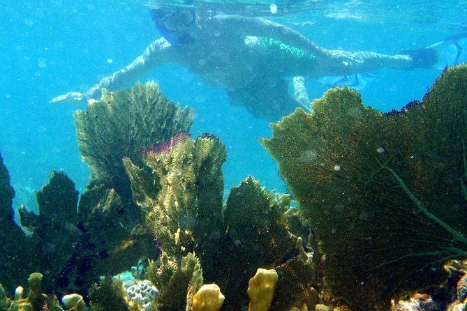 CAPTAIN ALAN'S 4hr -3 Islands-snorkeling-turtles-beach ADVENTURE - Stop 1: Tintamarre Island Beach and Turtles (About 1 Hour)