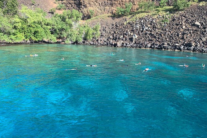 Captain Cook Reef Snorkeling of Kealakekua Bay - Wildlife on the route: dolphins, whales, and how to play it right