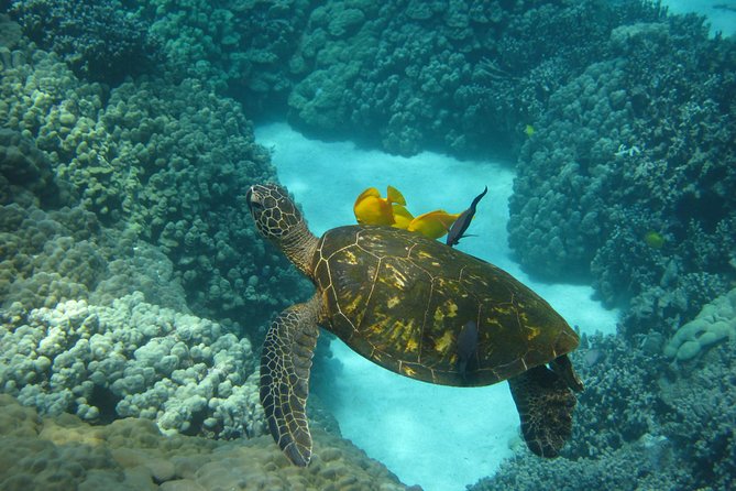 Captain Cook Snorkel Tour with Sea Caves and Lava Tubes - Boat reality check: RHIB comfort, ladders, and getting in and out