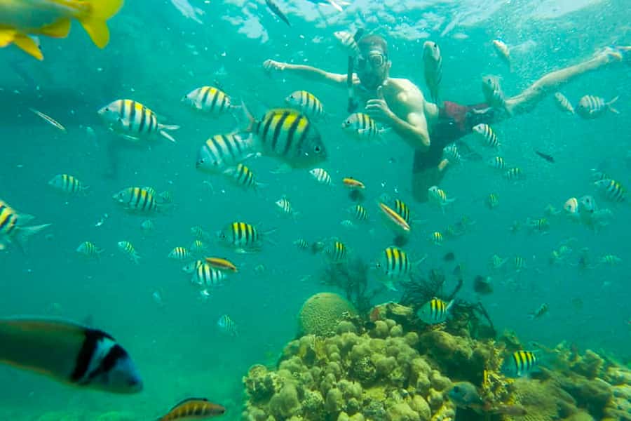 Cartagena: Snorkel, Mangroves and Playa Blanca Tour - Mangrove exploration: iguanas, birds, and a different kind of “snorkel”