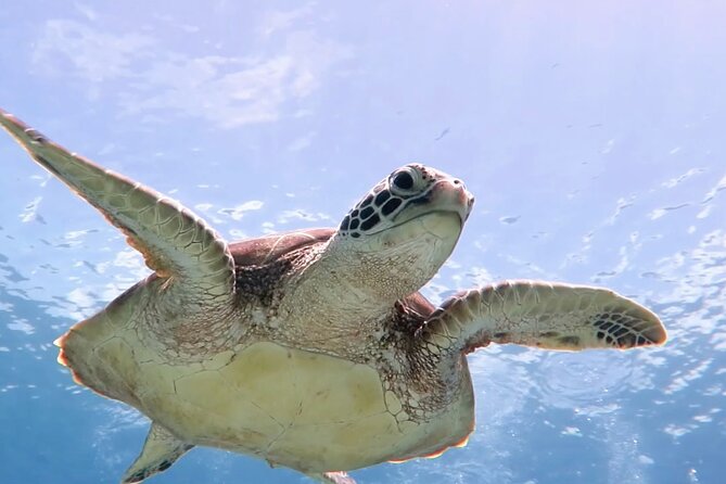 Cas Cay - Kayak Hike and Snorkel Adventure - Key things to love about Cas Cay