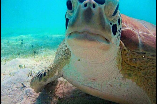 Cas Cay - Kayak Hike and Snorkel Adventure - Snorkeling in a mangrove nursery: stingrays and what to expect