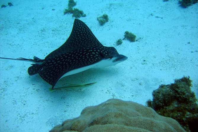 Catalina Island - Snorkeling tour on a luxury catamaran - The return cruise: Casa del Campo coast and the Chavon River movie scenery