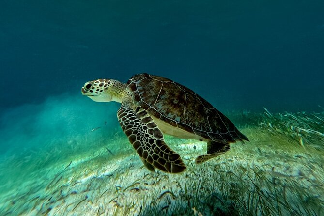 Catamaran Cruise in Riviera Maya With Snorkeling & Beach Club - Crew and live commentary: the reef lesson you’ll remember