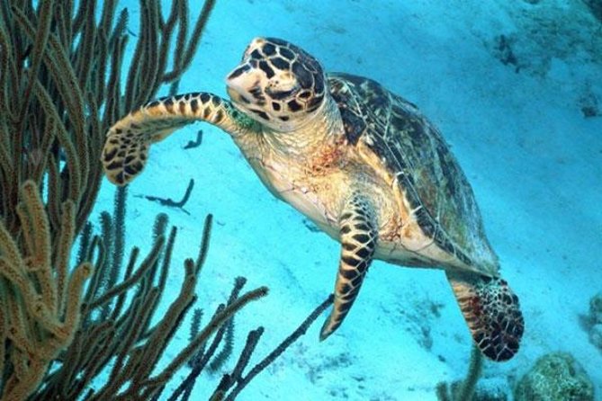 Catamaran Snorkel & BBQ Sail (cruise friendly) - From Nautico Marina to the Marine Park: How the Day Fits a Cruise Schedule