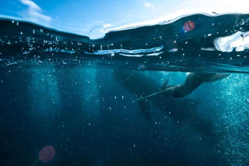 Cebu: Oslob Whale Sharks, Tumalog Falls & Sardine Snorkeling - Key things to know before you go