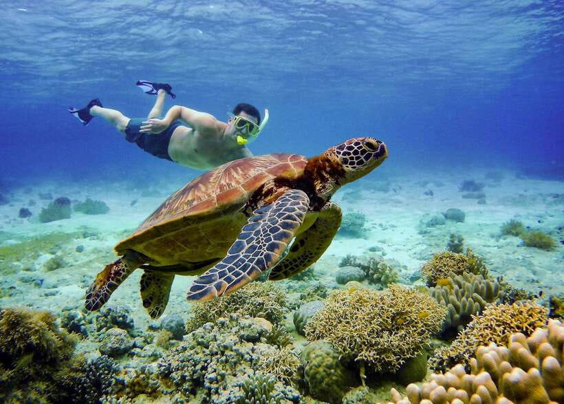 Cebu: Oslob Whale Sharks, Tumalog Falls & Sardine Snorkeling - Who should book this tour (and who should skip it)