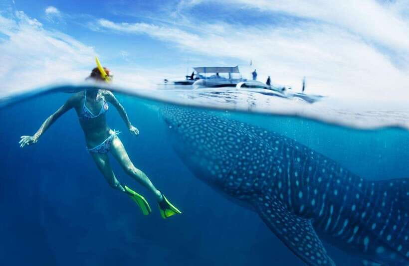 Cebu: Oslob Whale Sharks, Tumalog Falls & Sardine Snorkeling - The 2am start that makes the whole day work