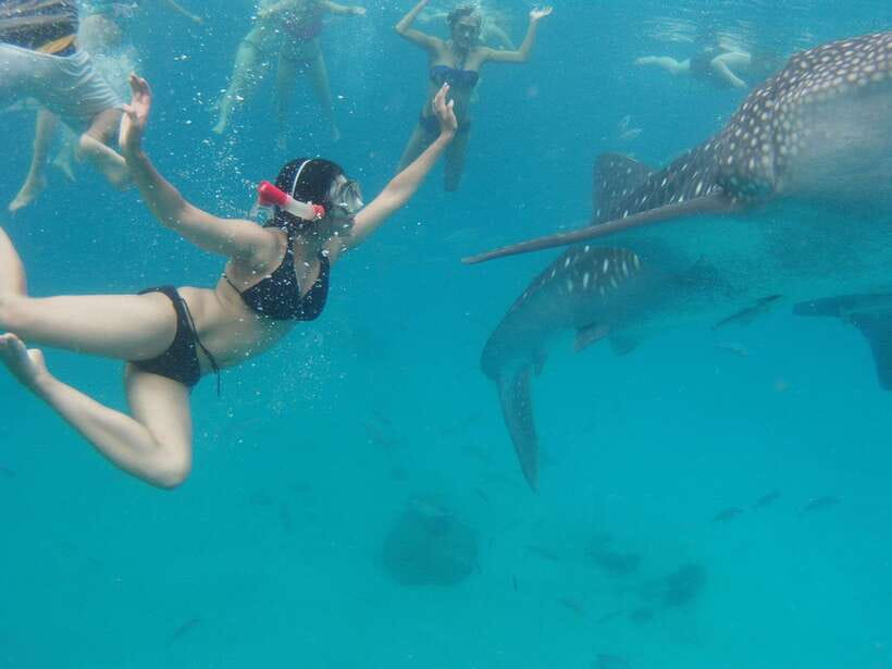 Cebu: Oslob Whale Sharks, Tumalog Falls & Sardine Snorkeling - Oslob whale sharks: how to enjoy the giants without losing patience