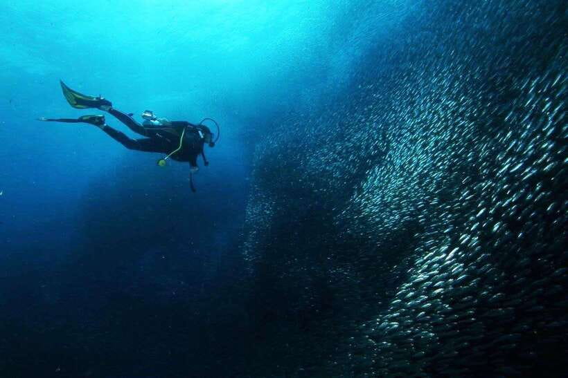 Cebu: Oslob Whale Sharks, Tumalog Falls & Sardine Snorkeling - Moalboal sardines and turtles: swimming through a moving cloud