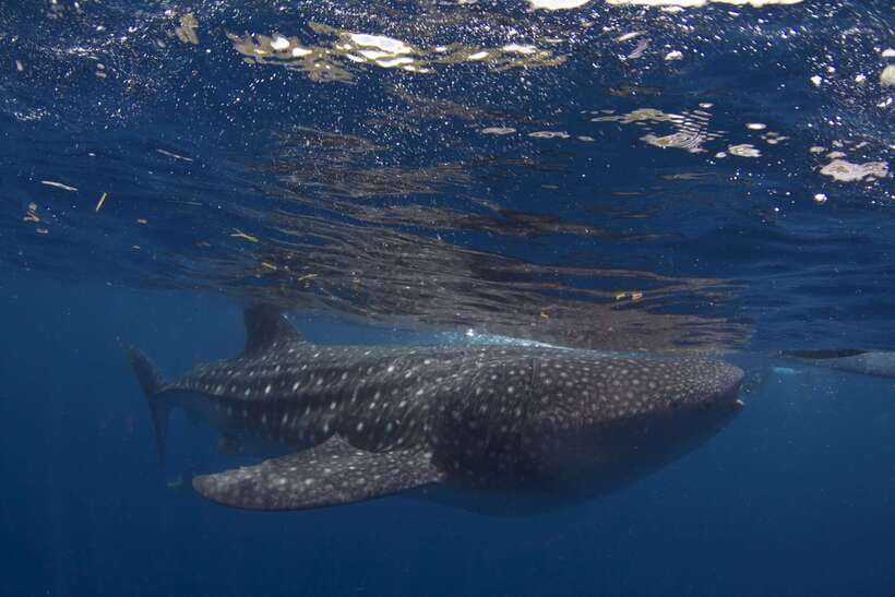 Cebu: Oslob Whale Sharks, Tumalog Falls & Sardine Snorkeling - Guides and photo help: why GoPro rentals come up so often