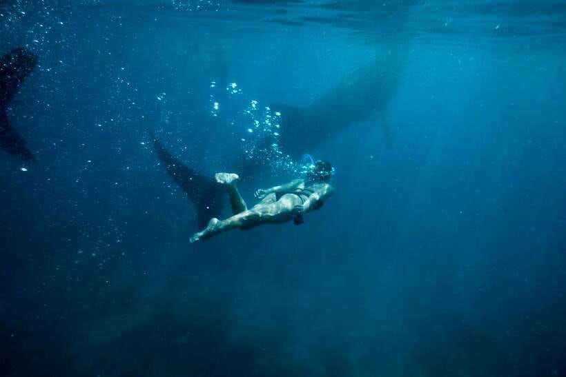 Cebu: Oslob Whale Sharks, Tumalog Falls & Sardine Snorkeling - Price and value: what $106 really buys you