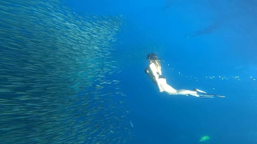 Cebu: Whale Sharks, Kawasan Falls, & Sardines Run Snorkeling - Oslob Whale Sharks: Boat Time, Snorkel Gear, and Crowd Reality