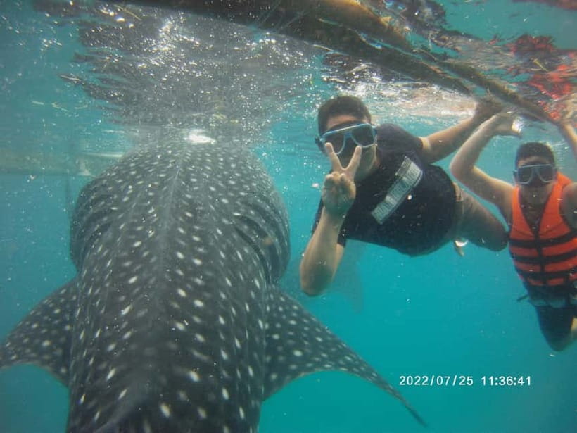 Cebu: Whale Sharks, Kawasan Falls, & Sardines Run Snorkeling - The Full Day Plan: Timing, Travel Time, and Food Breaks Around Cebu
