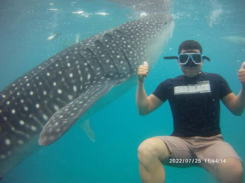 Cebu: Whale Sharks, Kawasan Falls, & Sardines Run Snorkeling - Who This Tour Fits Best (and Who Should Skip It)