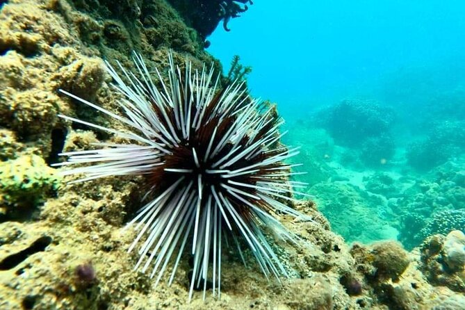 Cham Island Snorkeling Daily Group Tour, Sunbathing, nice beaches - Pace and Expectations: Who This Tour Fits Best