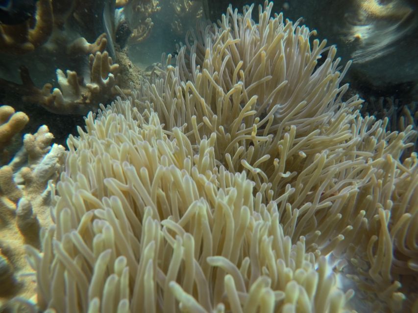 Cham Island: Underwater Walking & Snorkeling Tour - Bai Chong Beach lunch and hammock time: the break that earns its place