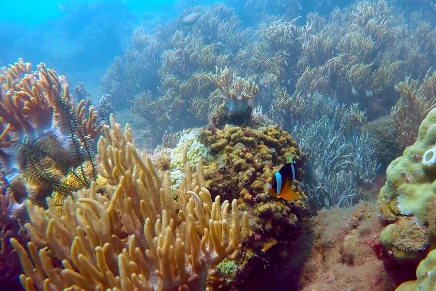 Cham Island: Underwater Walking & Snorkeling Tour - Price of $68: what you’re paying for (and what makes it good value)