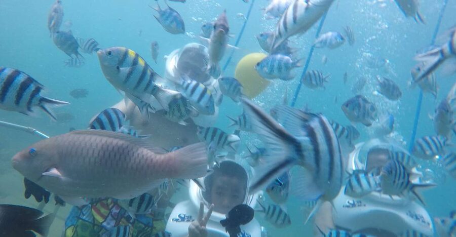 Cham Island: Underwater Walking & Snorkeling Tour - Snorkeling the Cham reefs: fun even if you’re not a confident swimmer