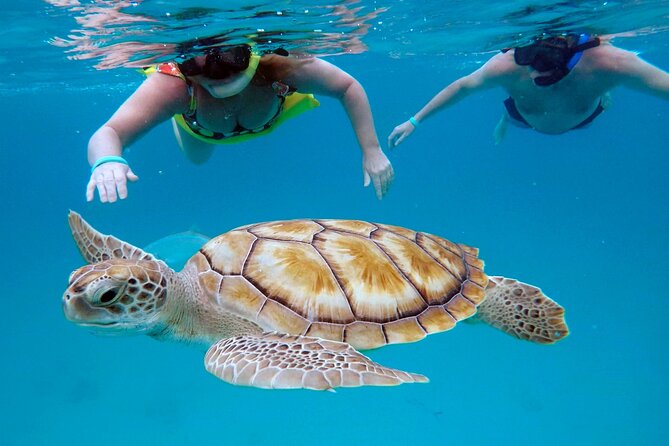 Che’s snorkel cruise! turtles & shipwrecks (semi private) - Key highlights that make this snorkel cruise worth your morning