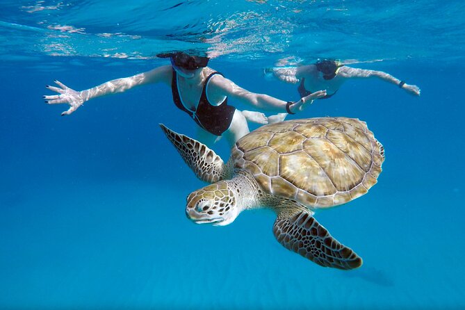 Che’s snorkel cruise! turtles & shipwrecks (semi private) - Why the 8:00 am departure is the real secret sauce