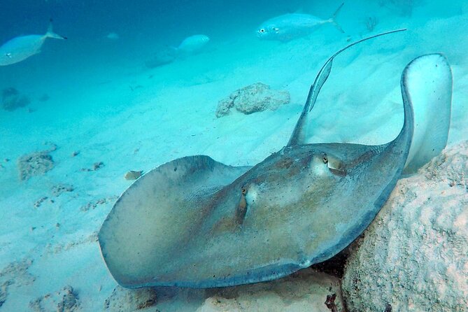 Che’s snorkel cruise! turtles & shipwrecks (semi private) - Photos and the little touches that make it feel personal