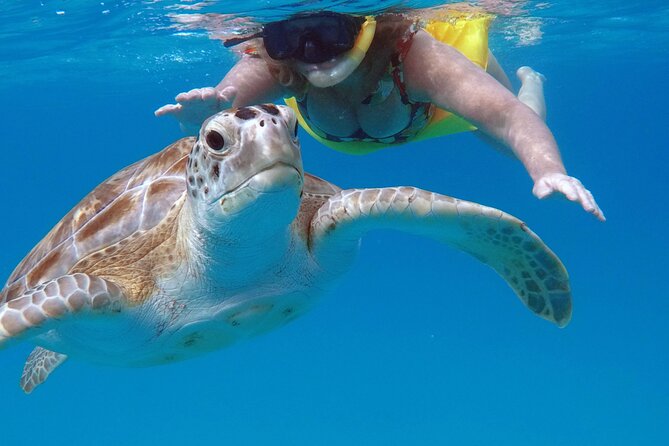 Che’s snorkel cruise! turtles & shipwrecks (semi private) - Should you book Che’s turtle and shipwreck snorkel cruise?