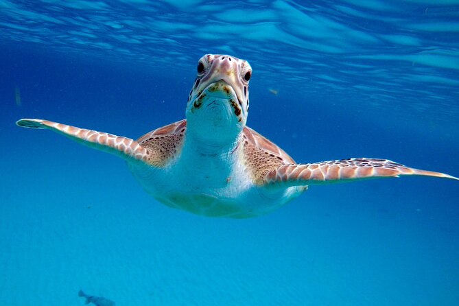 Che’s snorkel cruise! turtles & shipwrecks (semi private) - Safety on a small boat: how the crew keeps the water time fun