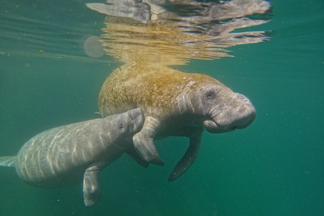 Classic Crystal River Manatee Swim Tour with Free Photos - Crystal River Manatees up close: why this swim tour works