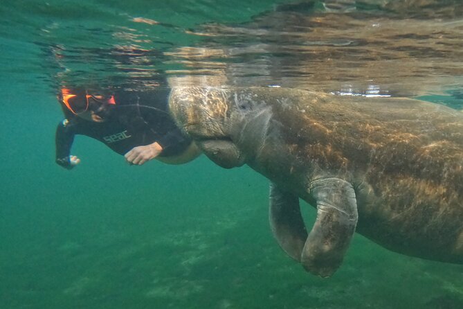 Classic Crystal River Manatee Swim Tour with Free Photos - How long does the manatee search take in King’s Bay?