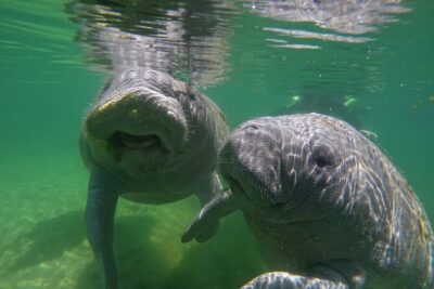 Classic Crystal River Manatee Swim Tour with Free Photos - The small-group feel with Nature’s Discovery and The Manatee Duchess