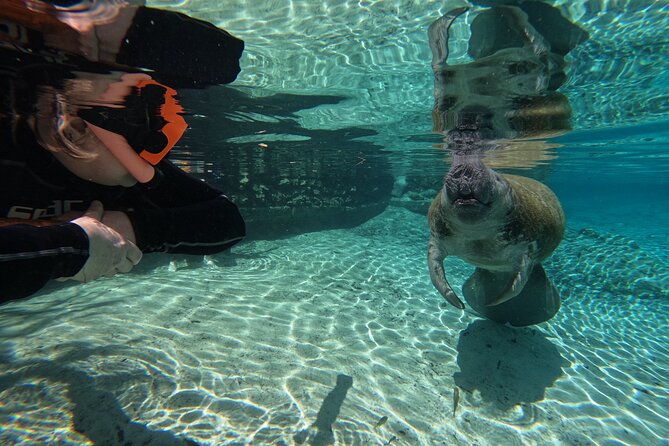 Classic Crystal River Manatee Swim Tour with Free Photos - Price and value: is $76.95 a good deal?