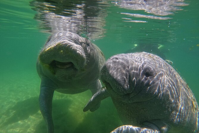 Classic Crystal River Manatee Swim Tour with Free Photos - The small-group feel with Nature’s Discovery and The Manatee Duchess