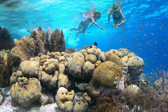 Clearbottom Mangrove Kayak & Snorkel tour - Why Lac Bay mangroves are worth a clear-bottom kayak